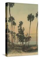 Shoreline view of Indian River with Palm Trees, Florida - Florida-Lantern Press-Stretched Canvas