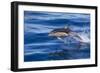 Short-Beaked Common Dolphin (Delphinus Delphis) Breaking the Surface and Leaping from the Water-Brent Stephenson-Framed Photographic Print