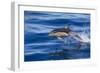 Short-Beaked Common Dolphin (Delphinus Delphis) Breaking the Surface and Leaping from the Water-Brent Stephenson-Framed Photographic Print