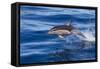 Short-Beaked Common Dolphin (Delphinus Delphis) Breaking the Surface and Leaping from the Water-Brent Stephenson-Framed Stretched Canvas
