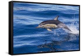 Short-Beaked Common Dolphin (Delphinus Delphis) Breaking the Surface and Leaping from the Water-Brent Stephenson-Framed Stretched Canvas