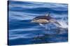 Short-Beaked Common Dolphin (Delphinus Delphis) Breaking the Surface and Leaping from the Water-Brent Stephenson-Stretched Canvas