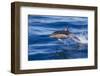 Short-Beaked Common Dolphin (Delphinus Delphis) Breaking the Surface and Leaping from the Water-Brent Stephenson-Framed Photographic Print