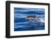 Short-Beaked Common Dolphin (Delphinus Delphis) Breaking the Surface and Leaping from the Water-Brent Stephenson-Framed Photographic Print