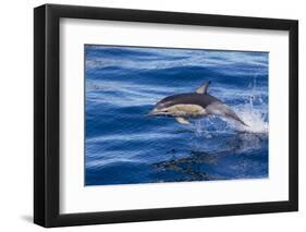 Short-Beaked Common Dolphin (Delphinus Delphis) Breaking the Surface and Leaping from the Water-Brent Stephenson-Framed Photographic Print