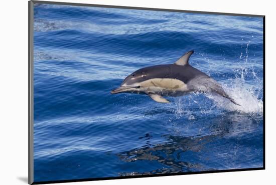 Short-Beaked Common Dolphin (Delphinus Delphis) Breaking the Surface and Leaping from the Water-Brent Stephenson-Mounted Photographic Print