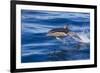 Short-Beaked Common Dolphin (Delphinus Delphis) Breaking the Surface and Leaping from the Water-Brent Stephenson-Framed Photographic Print
