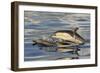 Short-beaked Common Dolphin (Delphinus delphis) two adults, porpoising, Azores, June-Malcolm Schuyl-Framed Photographic Print