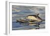 Short-beaked Common Dolphin (Delphinus delphis) two adults, porpoising, Azores, June-Malcolm Schuyl-Framed Photographic Print