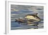 Short-beaked Common Dolphin (Delphinus delphis) two adults, porpoising, Azores, June-Malcolm Schuyl-Framed Photographic Print