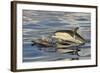 Short-beaked Common Dolphin (Delphinus delphis) two adults, porpoising, Azores, June-Malcolm Schuyl-Framed Photographic Print