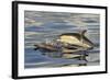 Short-beaked Common Dolphin (Delphinus delphis) two adults, porpoising, Azores, June-Malcolm Schuyl-Framed Photographic Print