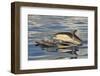 Short-beaked Common Dolphin (Delphinus delphis) two adults, porpoising, Azores, June-Malcolm Schuyl-Framed Photographic Print