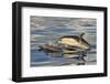 Short-beaked Common Dolphin (Delphinus delphis) two adults, porpoising, Azores, June-Malcolm Schuyl-Framed Photographic Print