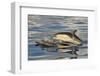 Short-beaked Common Dolphin (Delphinus delphis) two adults, porpoising, Azores, June-Malcolm Schuyl-Framed Photographic Print