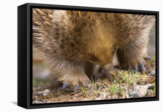 Short-Beaked Echidna Adult Digging in the Ground-null-Framed Stretched Canvas