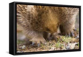 Short-Beaked Echidna Adult Digging in the Ground-null-Framed Stretched Canvas