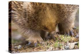 Short-Beaked Echidna Adult Digging in the Ground-null-Stretched Canvas