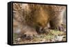 Short-Beaked Echidna Adult Digging in the Ground-null-Framed Stretched Canvas