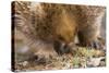 Short-Beaked Echidna Adult Digging in the Ground-null-Stretched Canvas