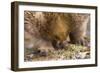 Short-Beaked Echidna Adult Digging in the Ground-null-Framed Premium Photographic Print