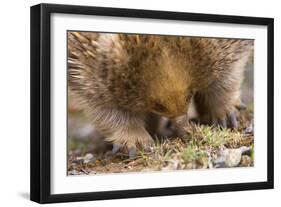 Short-Beaked Echidna Adult Digging in the Ground-null-Framed Premium Photographic Print