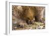 Short-Beaked Echidna Adult Digging in the Ground-null-Framed Premium Photographic Print