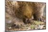 Short-Beaked Echidna Adult Digging in the Ground-null-Mounted Premium Photographic Print