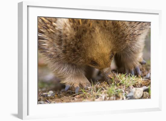 Short-Beaked Echidna Adult Digging in the Ground-null-Framed Photographic Print