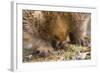 Short-Beaked Echidna Adult Digging in the Ground-null-Framed Photographic Print