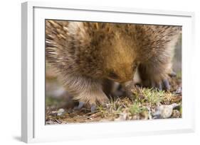 Short-Beaked Echidna Adult Digging in the Ground-null-Framed Photographic Print