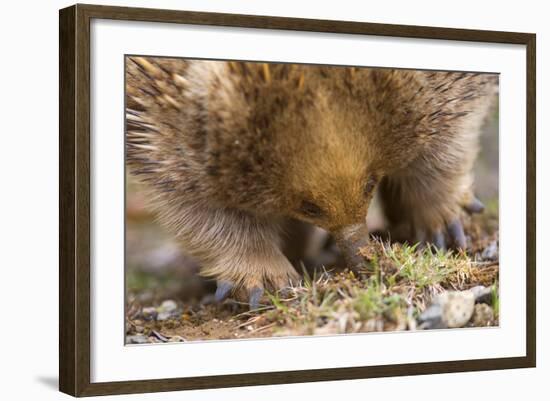 Short-Beaked Echidna Adult Digging in the Ground-null-Framed Photographic Print