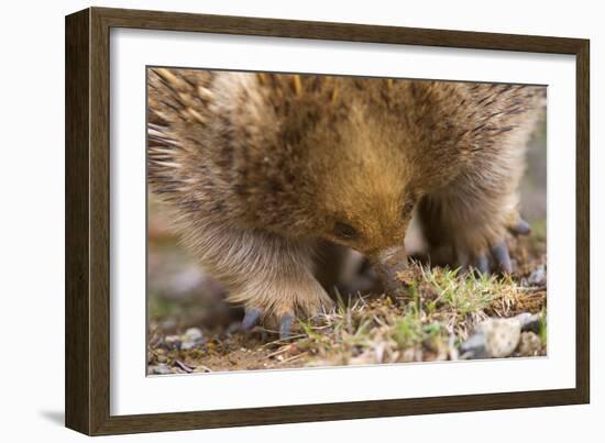 Short-Beaked Echidna Adult Digging in the Ground-null-Framed Photographic Print