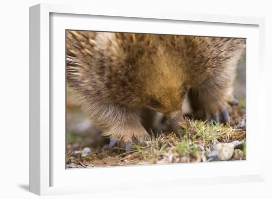 Short-Beaked Echidna Adult Digging in the Ground-null-Framed Photographic Print