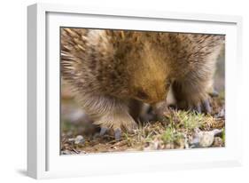 Short-Beaked Echidna Adult Digging in the Ground-null-Framed Photographic Print