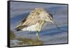 Short-Billed Dowitcher Grooming-Hal Beral-Framed Stretched Canvas