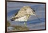 Short-Billed Dowitcher Grooming-Hal Beral-Framed Photographic Print