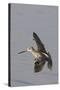 Short-Billed Dowitcher in Flight-Hal Beral-Stretched Canvas