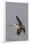 Short-Billed Dowitcher in Flight-Hal Beral-Framed Premium Photographic Print