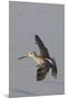 Short-Billed Dowitcher in Flight-Hal Beral-Mounted Premium Photographic Print