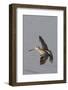 Short-Billed Dowitcher in Flight-Hal Beral-Framed Photographic Print