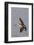Short-Billed Dowitcher in Flight-Hal Beral-Framed Photographic Print