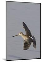 Short-Billed Dowitcher in Flight-Hal Beral-Mounted Photographic Print