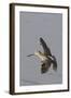 Short-Billed Dowitcher in Flight-Hal Beral-Framed Photographic Print