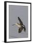 Short-Billed Dowitcher in Flight-Hal Beral-Framed Photographic Print