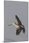 Short-Billed Dowitcher in Flight-Hal Beral-Mounted Photographic Print