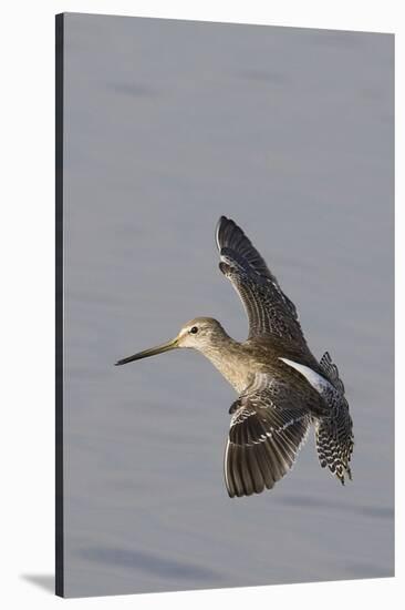 Short-Billed Dowitcher in Flight-Hal Beral-Stretched Canvas