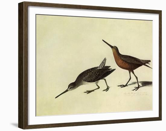 Short-Billed Dowitcher-John James Audubon-Framed Giclee Print