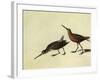 Short-Billed Dowitcher-John James Audubon-Framed Giclee Print