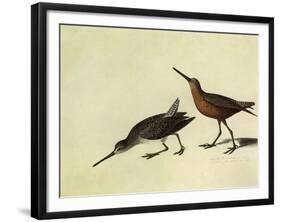 Short-Billed Dowitcher-John James Audubon-Framed Giclee Print